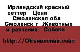 Ирландский красный сеттер › Цена ­ 25 000 - Смоленская обл., Смоленск г. Животные и растения » Собаки   